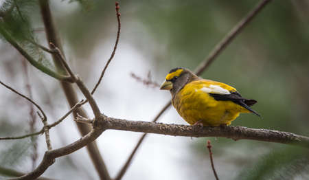 Yellow, black & white colored Evening Grosbeak (Coccothraustes vespertinus) on a tree branch.  Heavyset finch in northern coniferous forests, adds a splash of color to winter every few yearsの写真素材