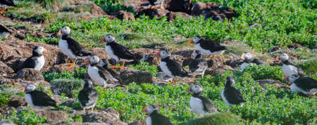 Atlantic puffin (Fratercula arctica) going about their business, making nests and new puffins as they return in summer to mate on one of the bird islands in Elliston, Newfoundland.の写真素材