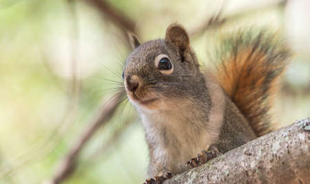 Cute red squirrel pauses on a branch in a pine tree.の写真素材
