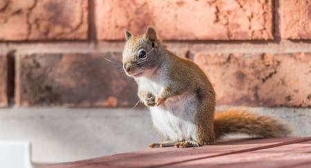 Endearing, springtime Red squirrel, close up,  Sitting up on a deck, paws tucked to chest.の写真素材