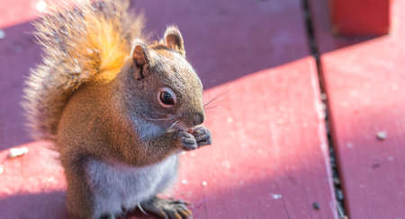 Endearing, springtime Red squirrel, close up,  sitting up on a deck, eating seeds and feeding.の写真素材