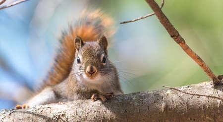 Springtime Red squirrel, quick little woodland creature pauses only for a second, running around on branches and in trees in a Northern Ontario woods.の写真素材