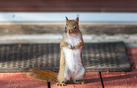 Endearing, springtime Red squirrel, close up, standing up on a deck near a welcome mat, paws tucked to chest.の写真素材