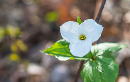 White petals of the large flowered White Trillium (Trillium grandiflorum).   Provincial flower of Ontario blooms in a woodland in springtime month of May.の写真素材