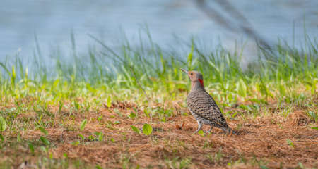 Happy North American Yellow Shafted Flicker - Colaptes auratus -  on the woodland floor in spring...