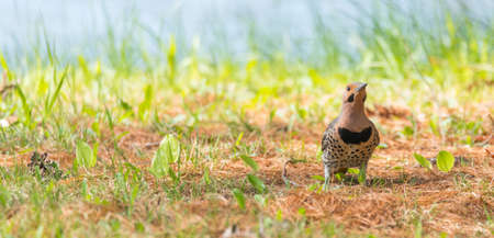 Happy North American Yellow Shafted Flicker - Colaptes auratus -  on the woodland floor in spring hunting for grubs in the ground.の写真素材