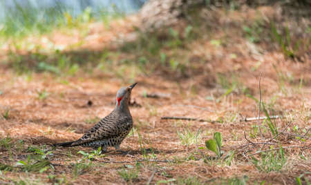 Happy North American Yellow Shafted Flicker - Colaptes auratus -  on the woodland floor in spring hunting for grubs in the ground.の写真素材