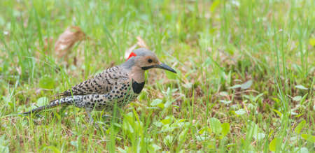 North American Yellow Shafted Flicker, Colaptes auratus,  on springtime meadow hunting grubs.  ...