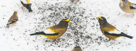 Yellow, black & white colored, Evening Grosbeaks (Coccothraustes vespertinus) on a deck having seed lunch, colourful heavyset finch adds a splash of yellow in winter   snow.の写真素材