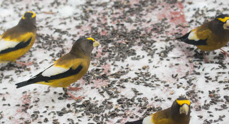 Yellow, black & white colored, Evening Grosbeaks (Coccothraustes vespertinus) on a deck having seed lunch, colourful heavyset finch adds a splash of yellow in winter   snow.の写真素材