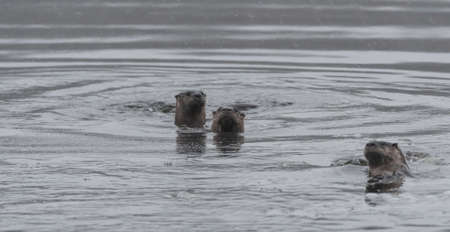 Three North American river otters (Lontra canadensis) swimming and fishing in the wild.  Last hunt before lake freezes for winter.の写真素材