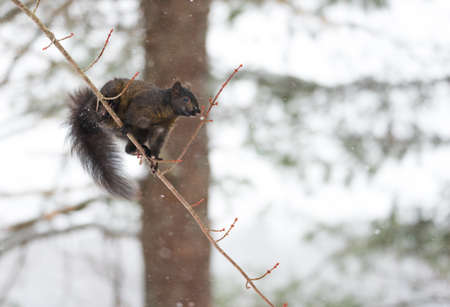 Peculiar female specimen of common Black, grey squirrel as she shows off acrobatic ability to...