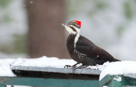 Pileated Woodpecker, (Dryocopus pileatus).   Big black woodpecker with a red crown, lands on a feeding platform in a woodland snow flurry and looks for food on top of a feeder.の写真素材