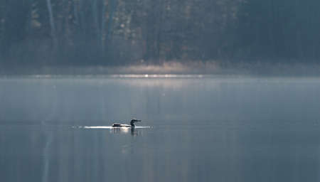 Common Loon - Gavia Immer - in winter colors, swims slowly along on a lake surface.  Subdued soft Sunshine illuminates the forest behind.の写真素材