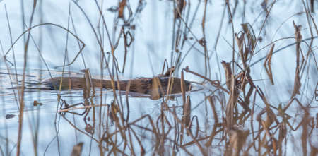 Common beaver (Castor Canadensis) swims quietly along, amongst water grass, in calm lake water on his way to beaver world.  Small animal leaves a wake behind his tail.の写真素材