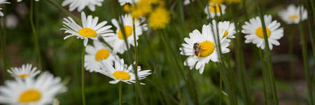 A bee flies amongst daisies, flower to flower and carries the pollen from one to another.  The bee's bottom is covered in yellow pollen.の写真素材