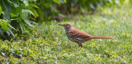 Lovely Brown Thrasher song bird (Toxostoma rufum) hunting in grass on a lawn - This bird loves dense thickets, living in nearby shrubbery, she hunts for insects to take back to her nest.の写真素材