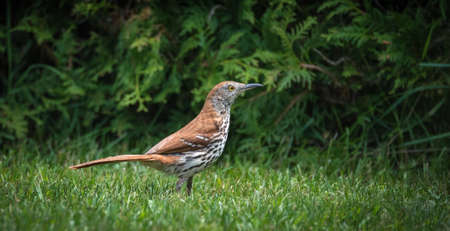 Lovely Brown Thrasher song bird (Toxostoma rufum) hunting in grass on a lawn - This bird loves dense thickets, living in nearby shrubbery, she hunts for insects to take back to her nest.の写真素材