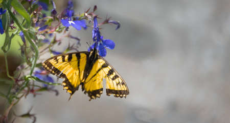 Eastern Tiger Swallowtail - (Papilio glaucus) with bright yellow and black but damaged wings, appears no less for the wear as the butterfly flits from flower to flower collecting nectar.の写真素材