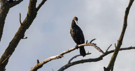 Immature Double-crested Cormorant (Phalacrocorax auritus), in early summer.  Large waterbird with...