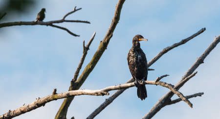 Immature Double-crested Cormorant (Phalacrocorax auritus), in early summer.  Large waterbird with long neck features a long, slender, orange bill hooked at its tip.の写真素材