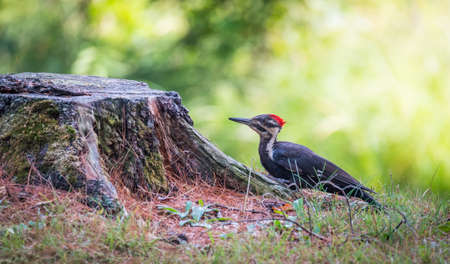 Young juvenile female Pileated woodpecker on a tree stump foraging for grubs and food in a woodland lot.の写真素材