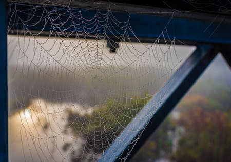 Spider web captures moisture from the air as droplets of water form along its silken strands. Water droplets formed on a spider web.の写真素材