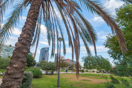 Bird sits atop a lamp post in Valencia urban park. Palm tree foreground, in front of city-scape.  People outdoors in park on autumn day.  Skyline view from city park beside Arts & sciences museum.の写真素材