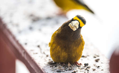 Male evening grosbeak (Coccothraustes vespertinus) cocks his head sideways & looks at camera with funny expression.の写真素材