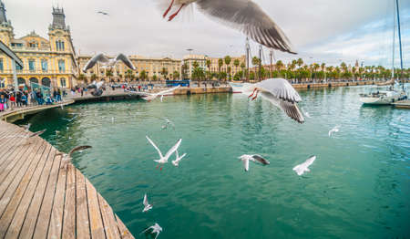 Seagulls flying around deck at a marina in Barcelona.のeditorial素材