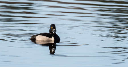Male (drake) Ring-necked duck (Aythya collaris) in spring.  Black & white duck visits northern lakes and ponds in breeding season.の写真素材