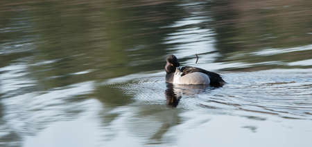 Male (drake) Ring-necked duck (Aythya collaris) in spring, preens himself while swimming along in a northern Canada lake .の写真素材
