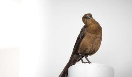 Common blackbird perched on a white post in natural, very bright light with a white background.の写真素材