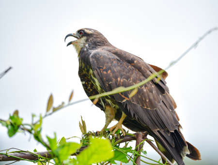 Immature common Black hawk (Buteogallus anthracinus) , bird of prey in his native habitat.の写真素材