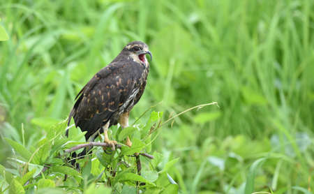 Immature common Black hawk (Buteogallus anthracinus)  , bird of prey in his native habitat of lush green marshlands.の写真素材