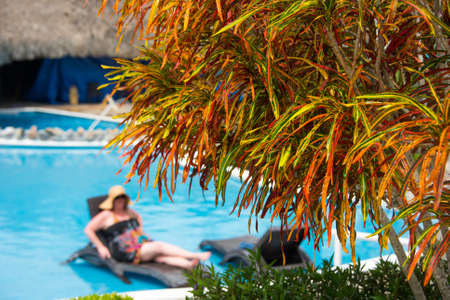 Fiery orange leaves on one of many plants in a resort garden near a pool with de-focused woman relaxing in background.の写真素材