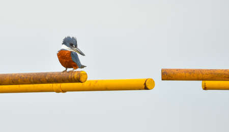 Ringed Kingfisher bird (Megaceryle torquata) sits on a canal gate barの写真素材