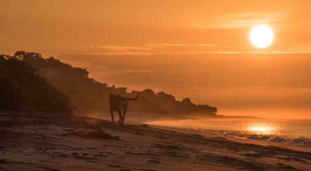 Lonely dog on empty beach in golden sunrise.  A lonely dog trots along an empty beach in early morning sunrise.の写真素材