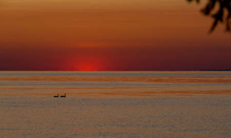 Mating pair of Canada Geese on Lake Ontario as sun sets with dramatic color.の写真素材