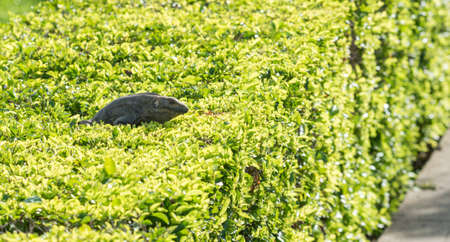 Large Black Iguana (Ctenosaura similis) sunning himself on top of a manicured bush, waits for...
