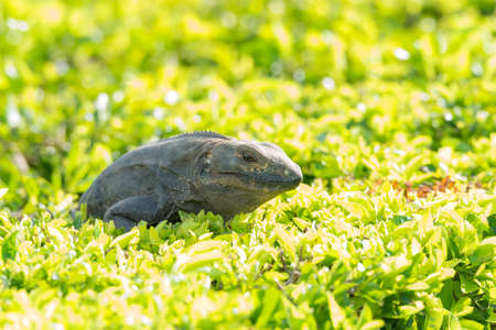 Large Black Iguana (Ctenosaura similis) sunning himself on top of a manicured bush, waits for insects to come   within range.の写真素材
