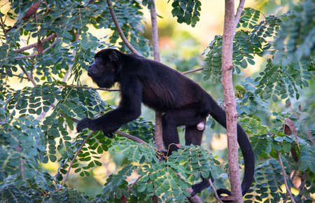Black Howler monkey, genus Alouatta monotypic in subfamily Alouattinae, one of the largest of New World monkeys, forages for food in his habitat rain forest.の写真素材