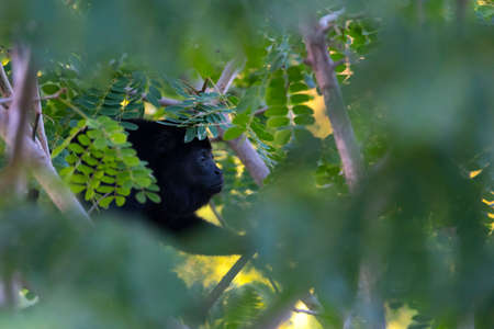 Black Howler monkey, genus Alouatta monotypic in subfamily Alouattinae, one of the largest of New World monkeys, forages for food in his habitat rain forest.の写真素材