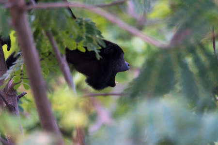 Black Howler monkey, genus Alouatta monotypic in subfamily Alouattinae, one of the largest of New World monkeys, calls to his troop mates in his habitat rain forest.の写真素材