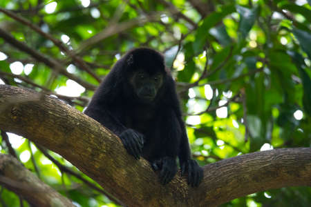 Black Howler monkey, genus Alouatta monotypic in subfamily Alouattinae, one of the largest of New World monkeys, rests on a branch in his habitat rain forest.の写真素材