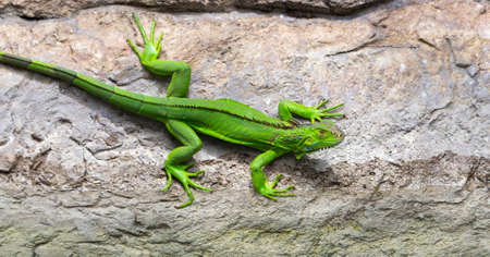 Costa Rican Neon Green Iguana  (Iguana iguana) at water's edge at river bank.の写真素材