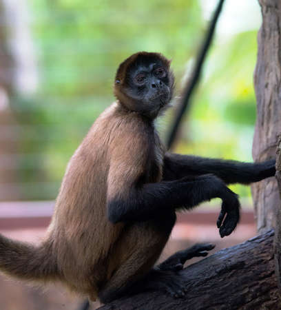 Geoffroy's spider monkey (Ateles geoffroyi), AKA the black-handed spider monkey on a trunk of tree.の写真素材