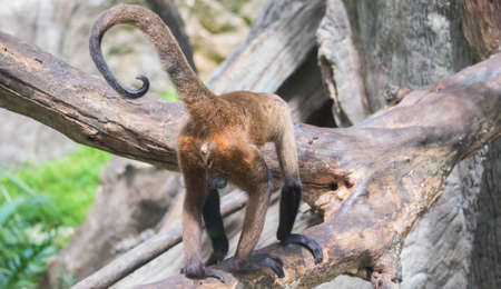 Rear view of a male spider monkey hairy ass and big testicle balls.の写真素材