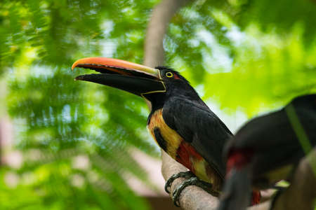Happy and cheery Collared aracari (Pteroglossus torquatus) toucan is a near passerine bird.の写真素材