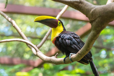 Costa Rican based chestnut mandibled or Swainsonâs toucan (Ramphastos ambiguus swainsonii).  Subspecies of the yellow-throated toucan.の写真素材